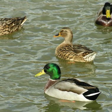 Canards en Bourgogne
