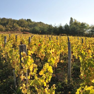 Vignes de Bourgogne