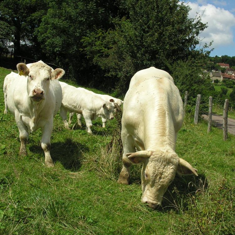Vaches charolaises en Bourgogne