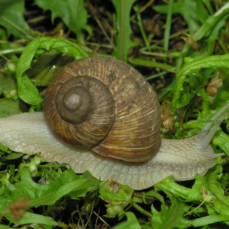 escargot de bourgogne