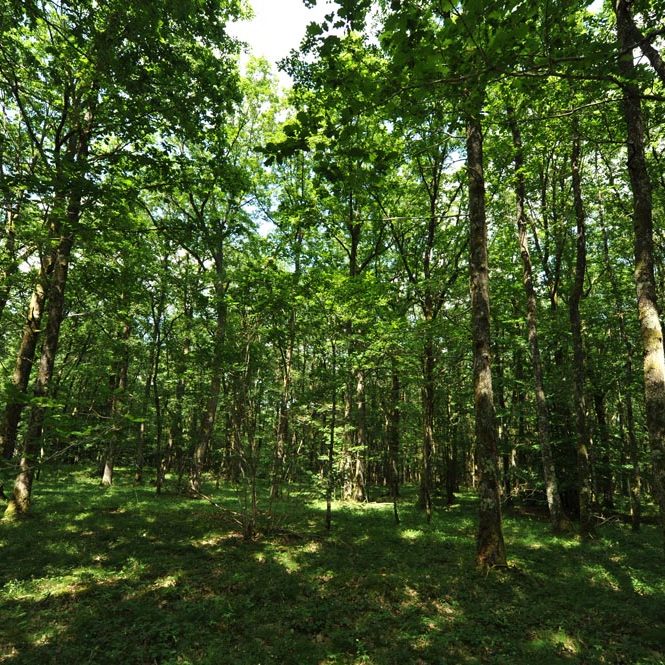 Forêt en Bourgogne